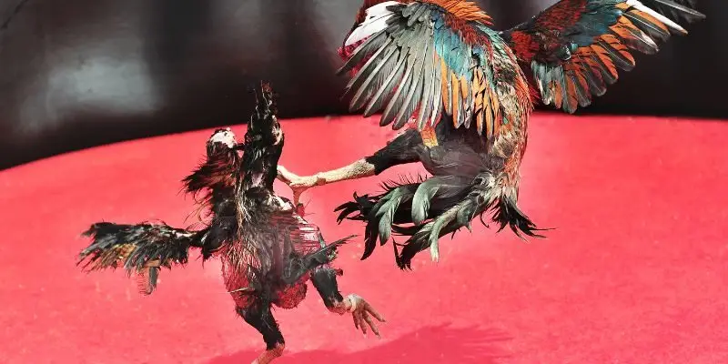 Đá gà Thomo Campuchia