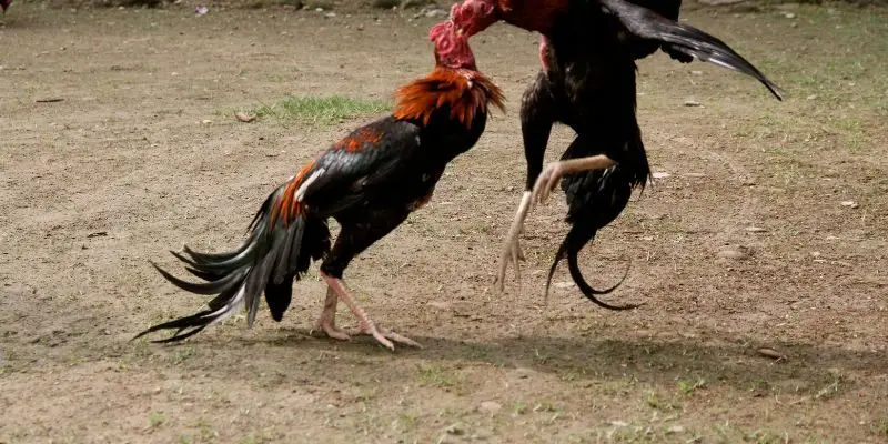 Nhiều loại hình hot đáng thử sức